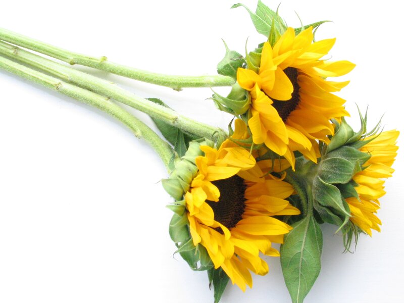 Three Sunflowers — Yellow, Calm, Photograph
