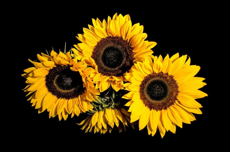 Three Sunflowers — Yellow, Dramatic, Photograph, Black Background