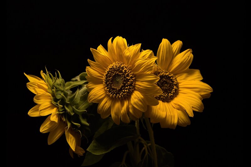 Three Sunflowers — Yellow, Dramatic, Photograph, Flower