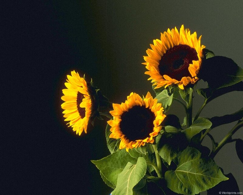 Three Sunflowers — Yellow, Dramatic, Photograph, Green Leaves, Dark Background