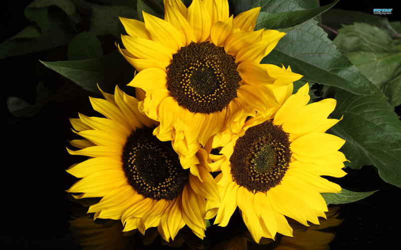 Three Sunflowers — Yellow, Dramatic, Photograph, Leaves