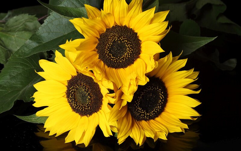 Three Sunflowers — Yellow, Dramatic, Photograph