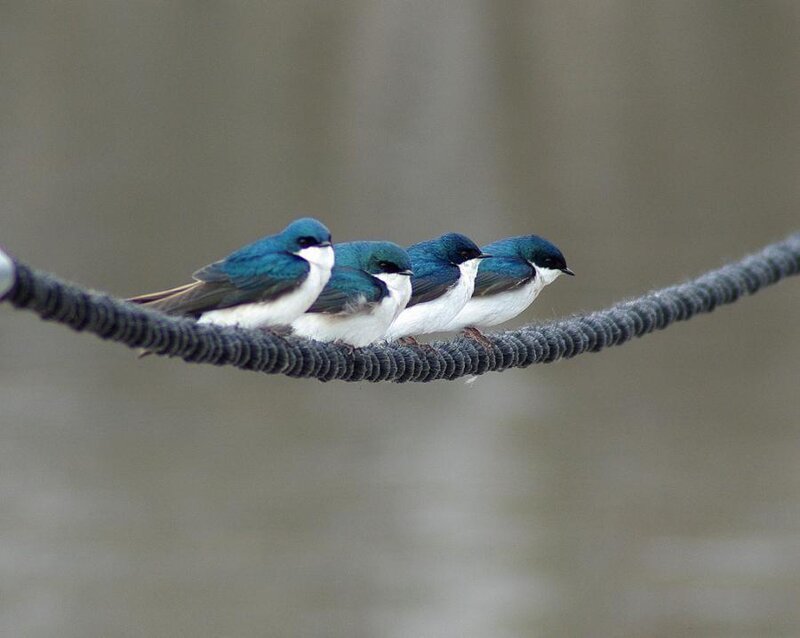 Three Swallows on a Rope