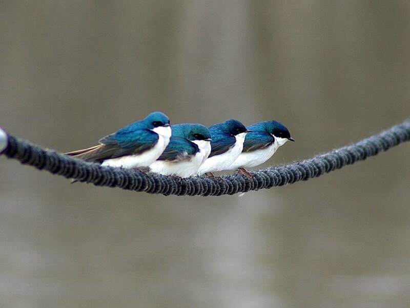 three swallows on a wire