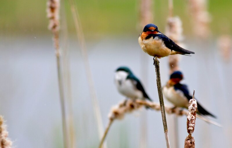 Three Swallows on Reeds