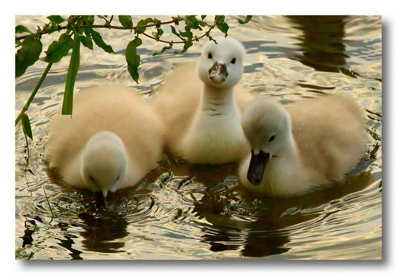 Three Swan Cygnets