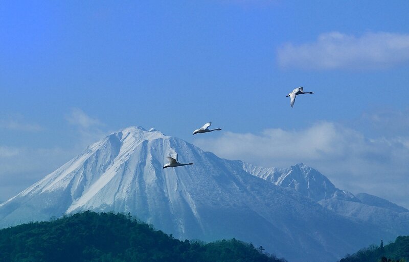 Three Swans Flying — Blue, Serene