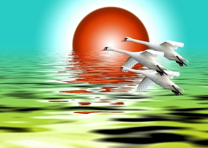 Three Swans Flying