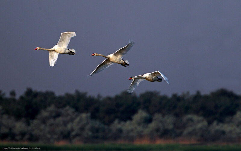 Three Swans in Flight — Gray