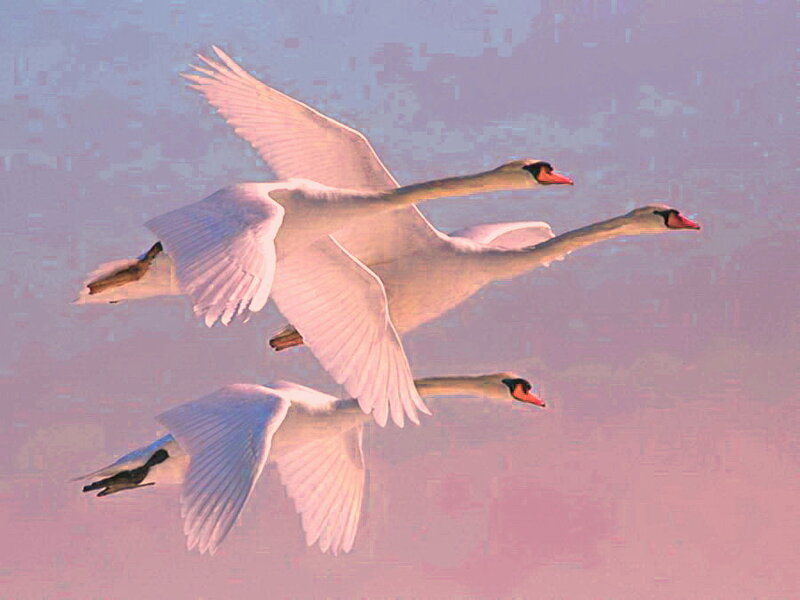Three Swans in Flight — Pink