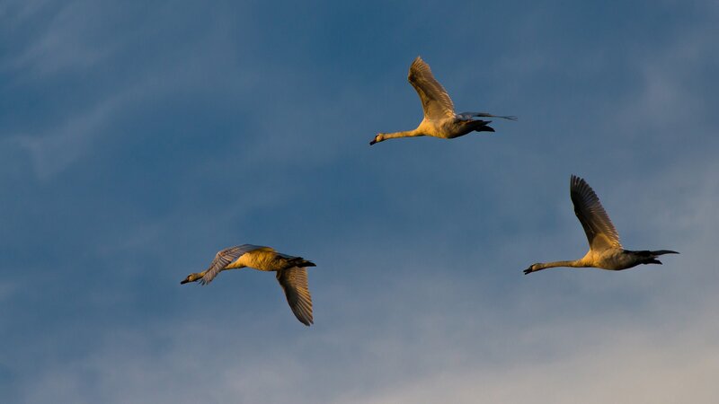 Three swans in flight