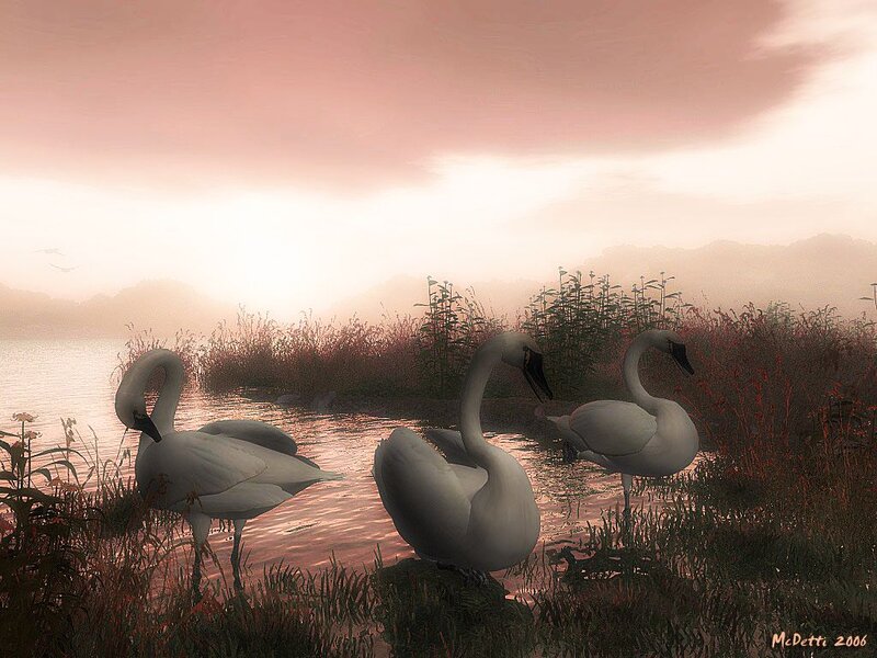 Three Swans in Marsh
