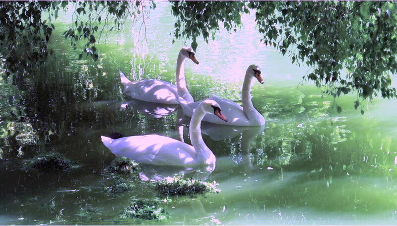 Three Swans in Pond — Green