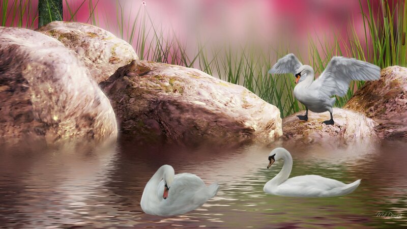 Three Swans in Pond