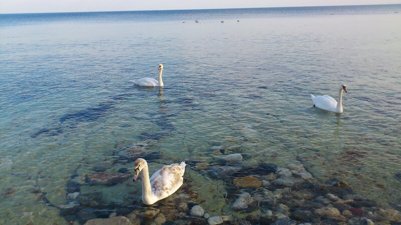 Three Swans in Water — Blue, Serene