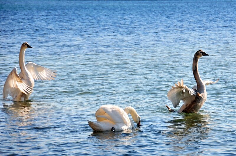 Three Swans in Water — Blue