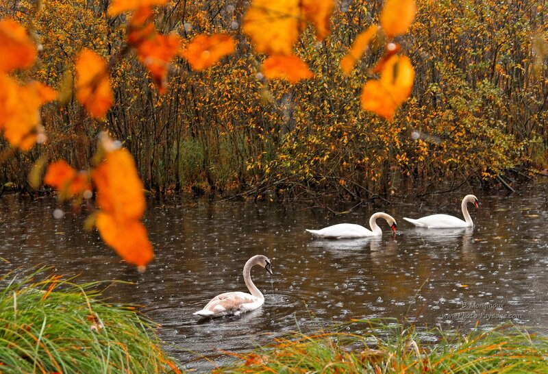 Three Swans in Water — Orange