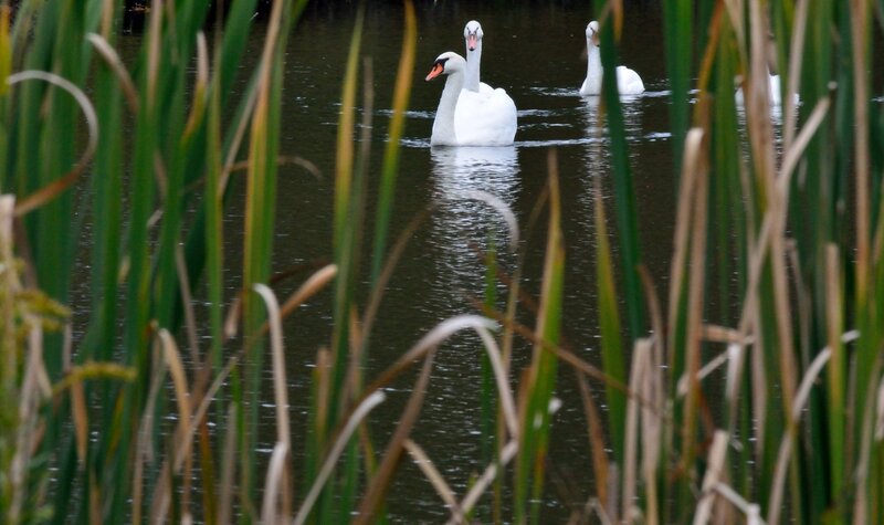 Three Swans in Water — White