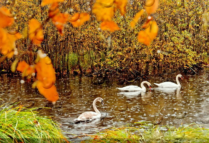 Three Swans in Water — Yellow