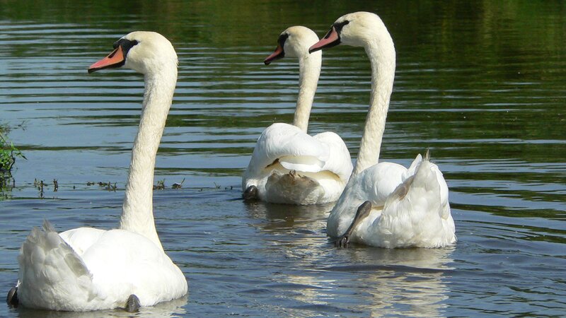 Three swans on a pond