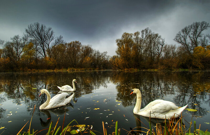 Three Swans on a Pond — White