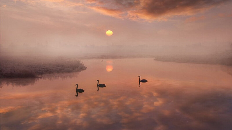 Three Swans on a River