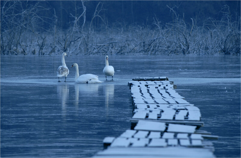 Three Swans on Ice