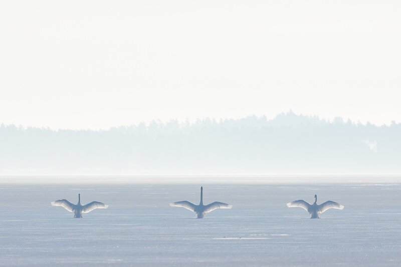 Three Swans on Ice — White