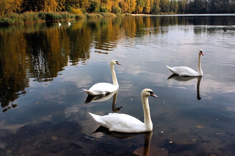 Three Swans on Lake