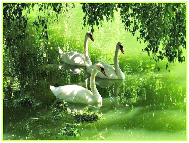 Three Swans on Pond
