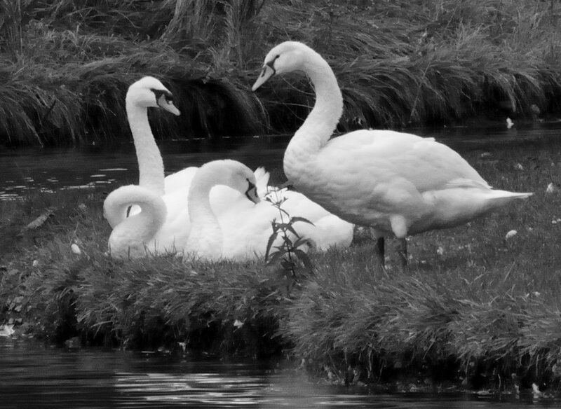 Three Swans on Riverbank