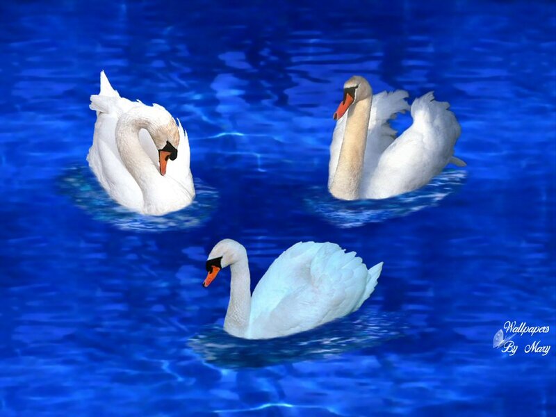 Three Swans on Water — Blue