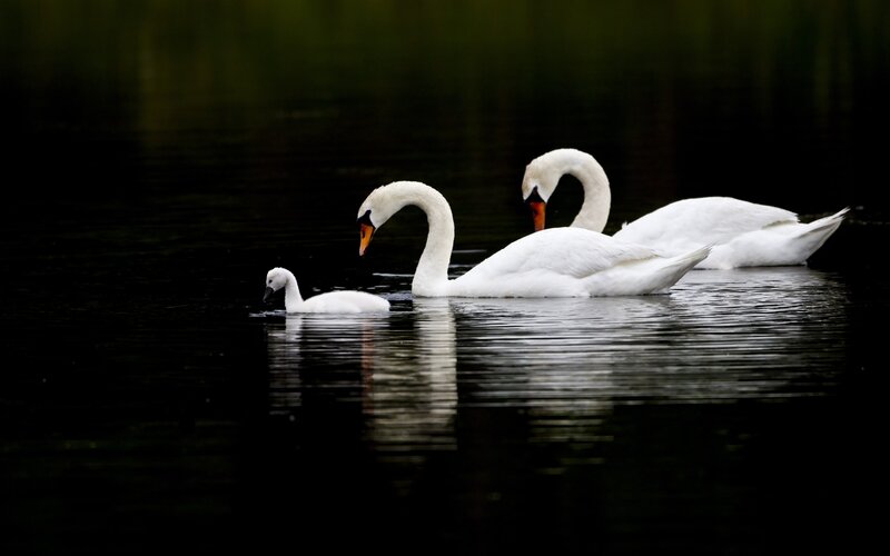 Three Swans on Water — Green