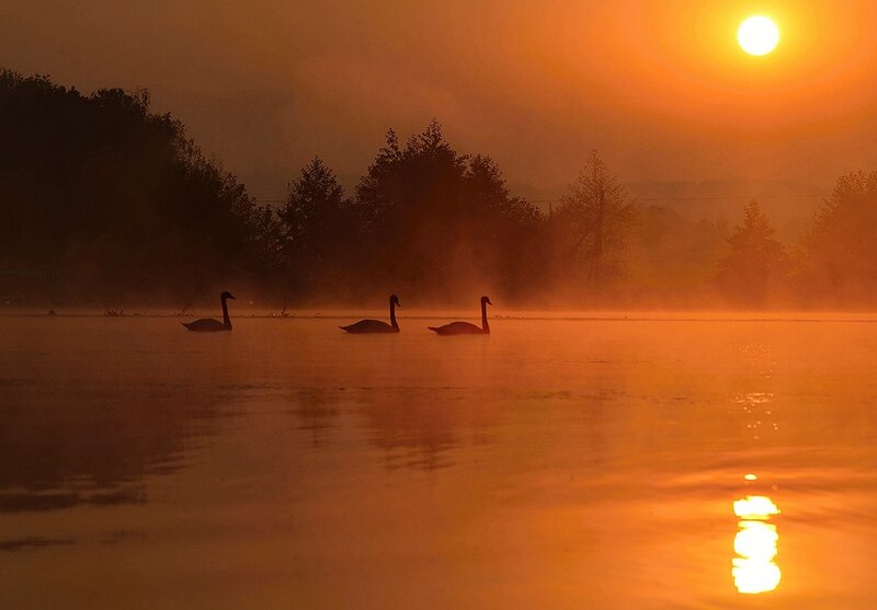 Three Swans on Water — Orange, Serene
