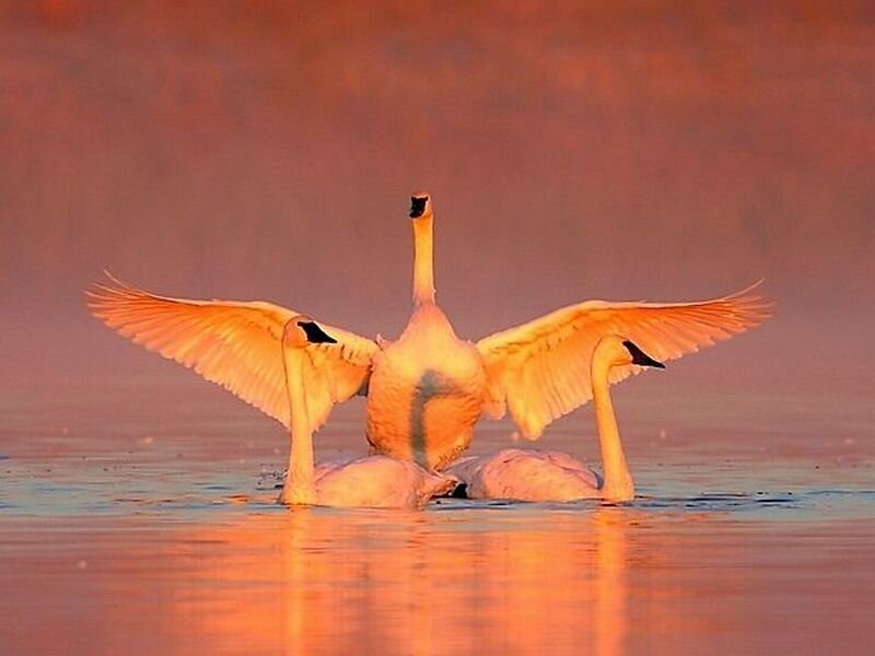 Three Swans on Water — Orange