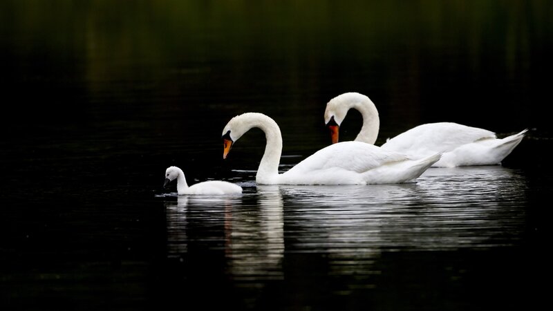 Three Swans on Water — Reflection