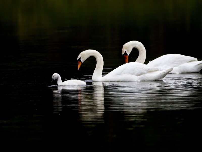Three Swans on Water — Swan