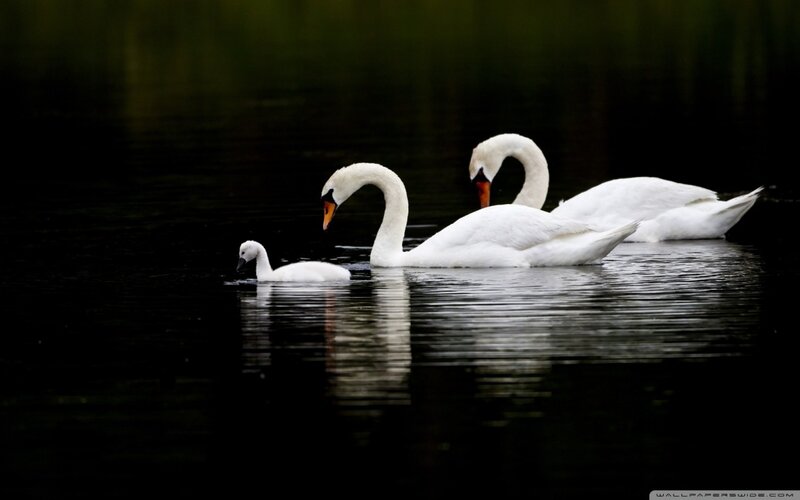 Three Swans on Water