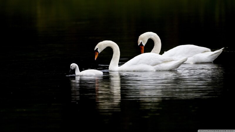 Three Swans on Water — White, Serene, Photograph, Swan, Reflection