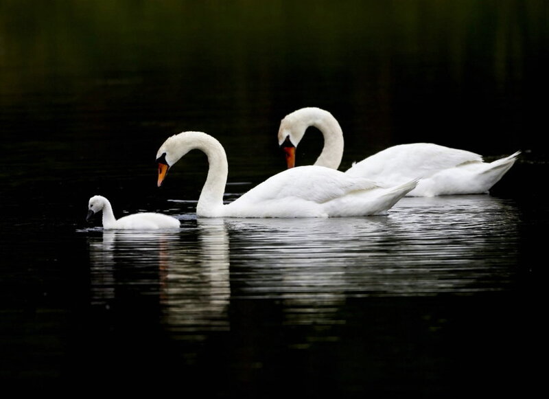 Three Swans on Water — White, Serene, Photograph