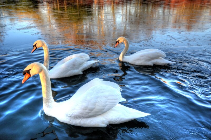 Three Swans on Water — White, Serene, Sunset