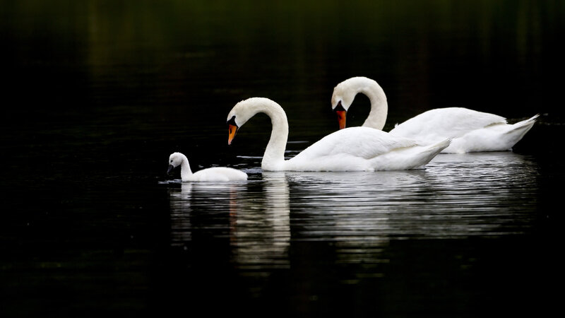 Three Swans on Water — White, Serene