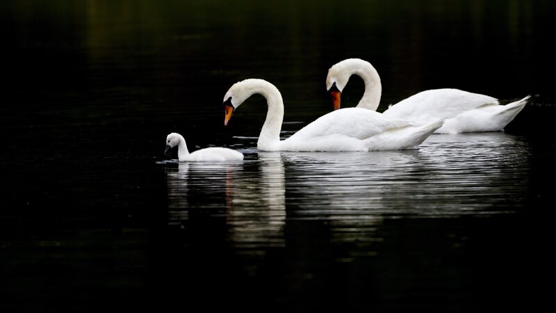 Three Swans on Water — White, Swan