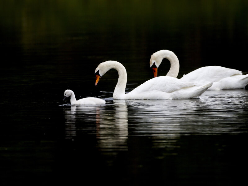 Three Swans on Water — White