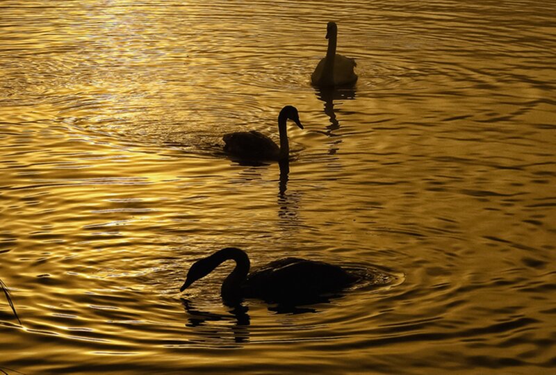 Three Swans Swimming