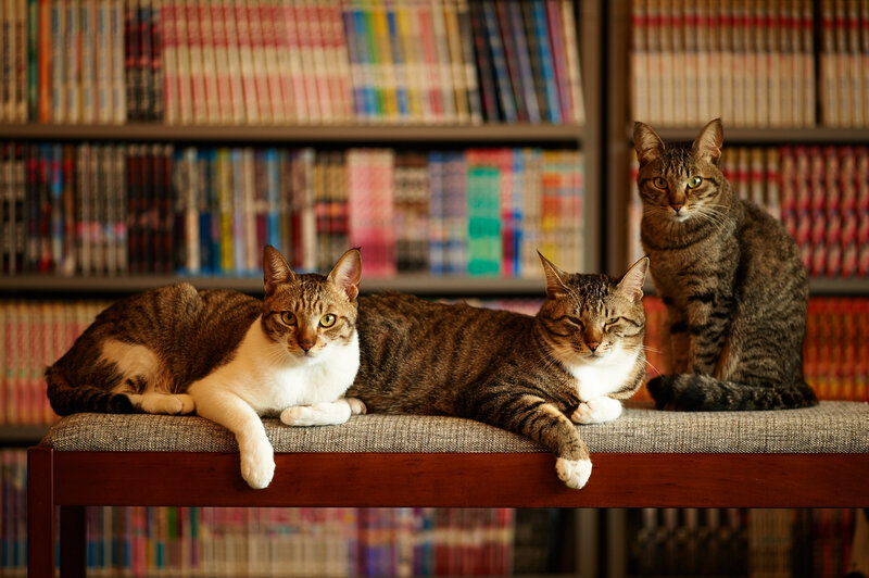 Three Tabby Cats — Brown, Calm, Photograph
