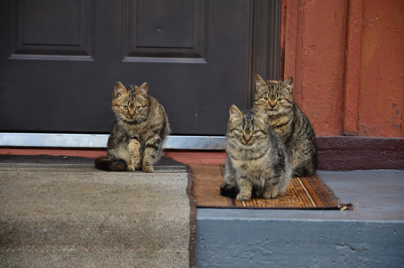 Three Tabby Cats — Brown, Calm