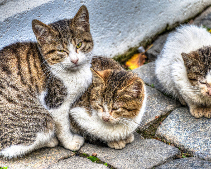 Three Tabby Cats — Brown