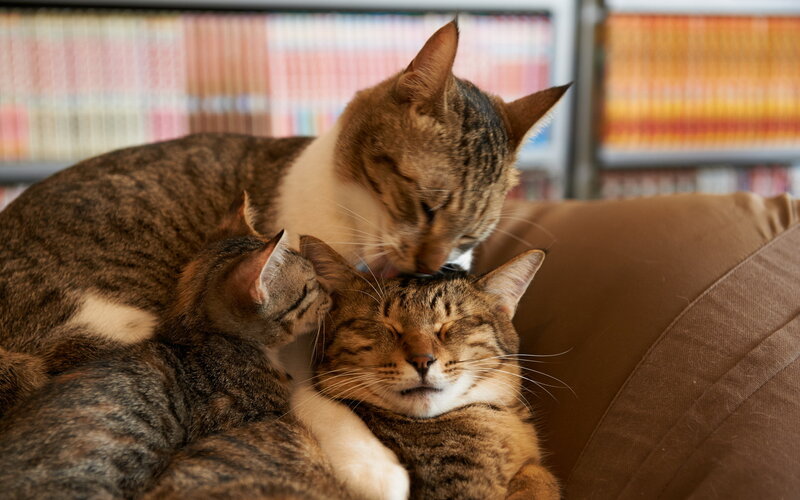 Three Tabby Cats Cuddling