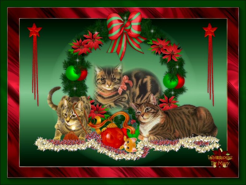 Three Tabby Cats — Red